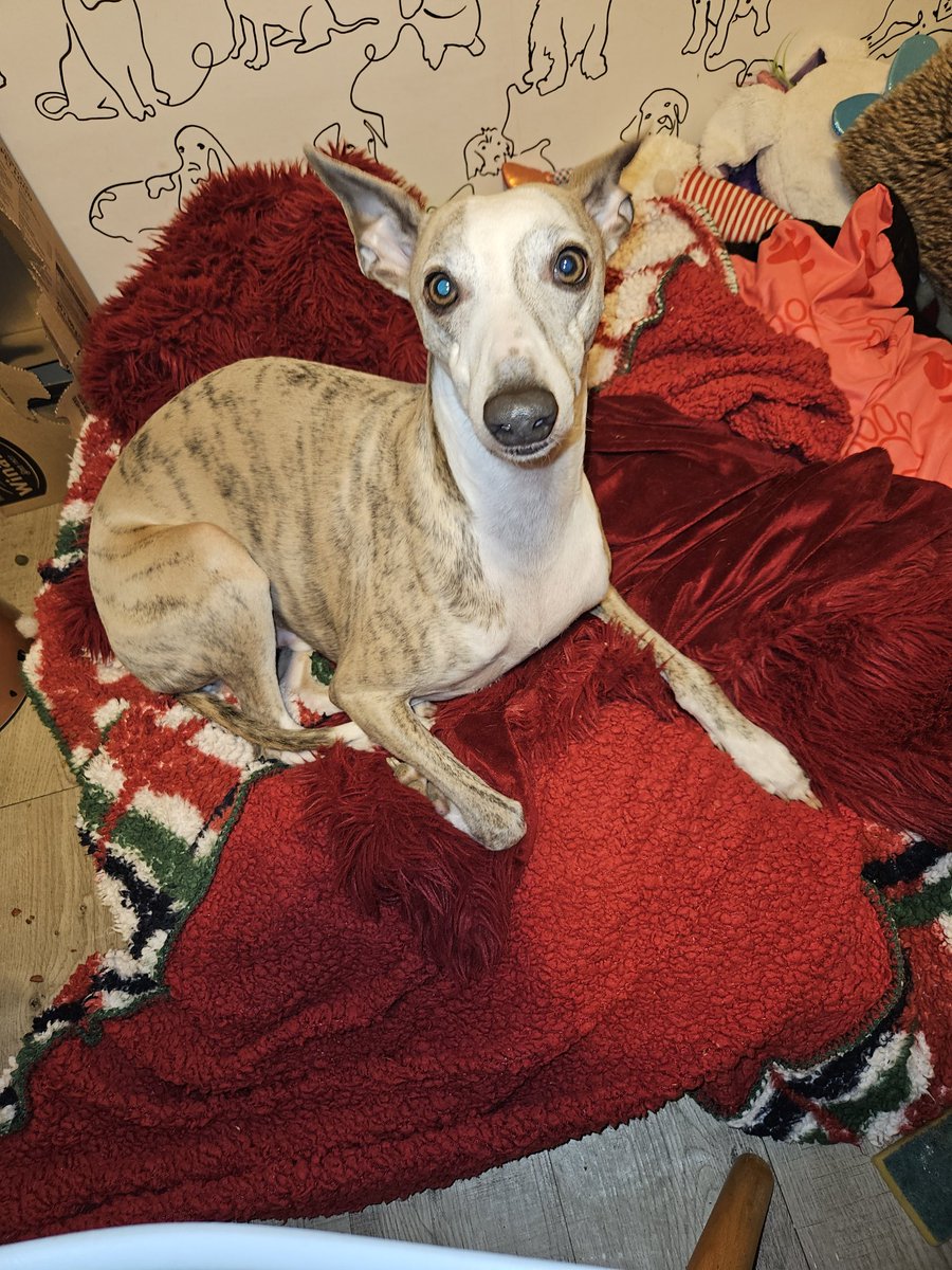 Cooper and Jasper whippet and lurcher tweet media