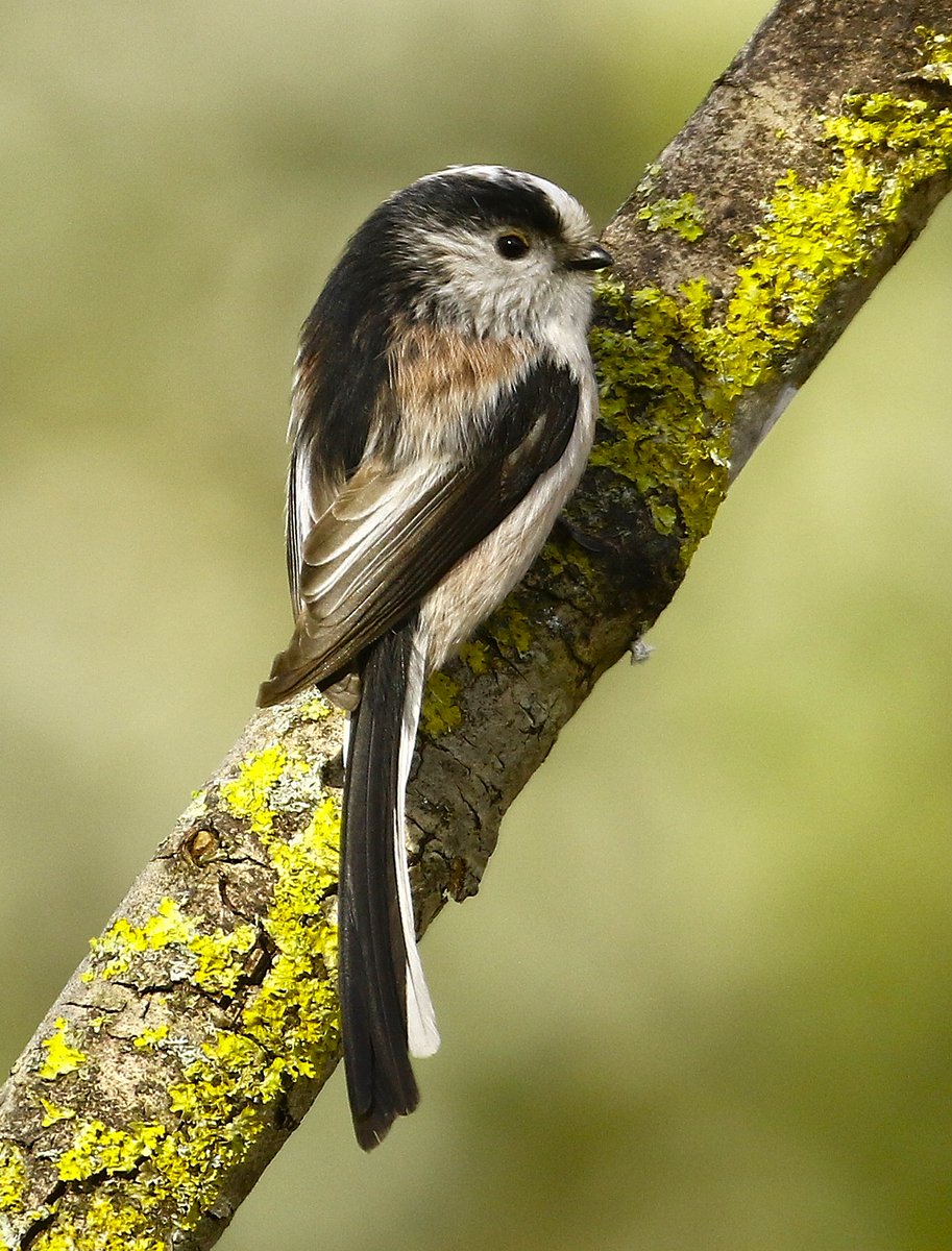 Veronica 🌹 tweet media