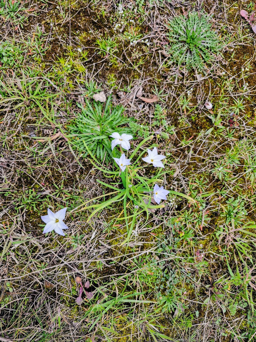 SCANNERMAN tweet media