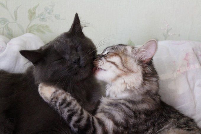 daily cats ♡ tweet media