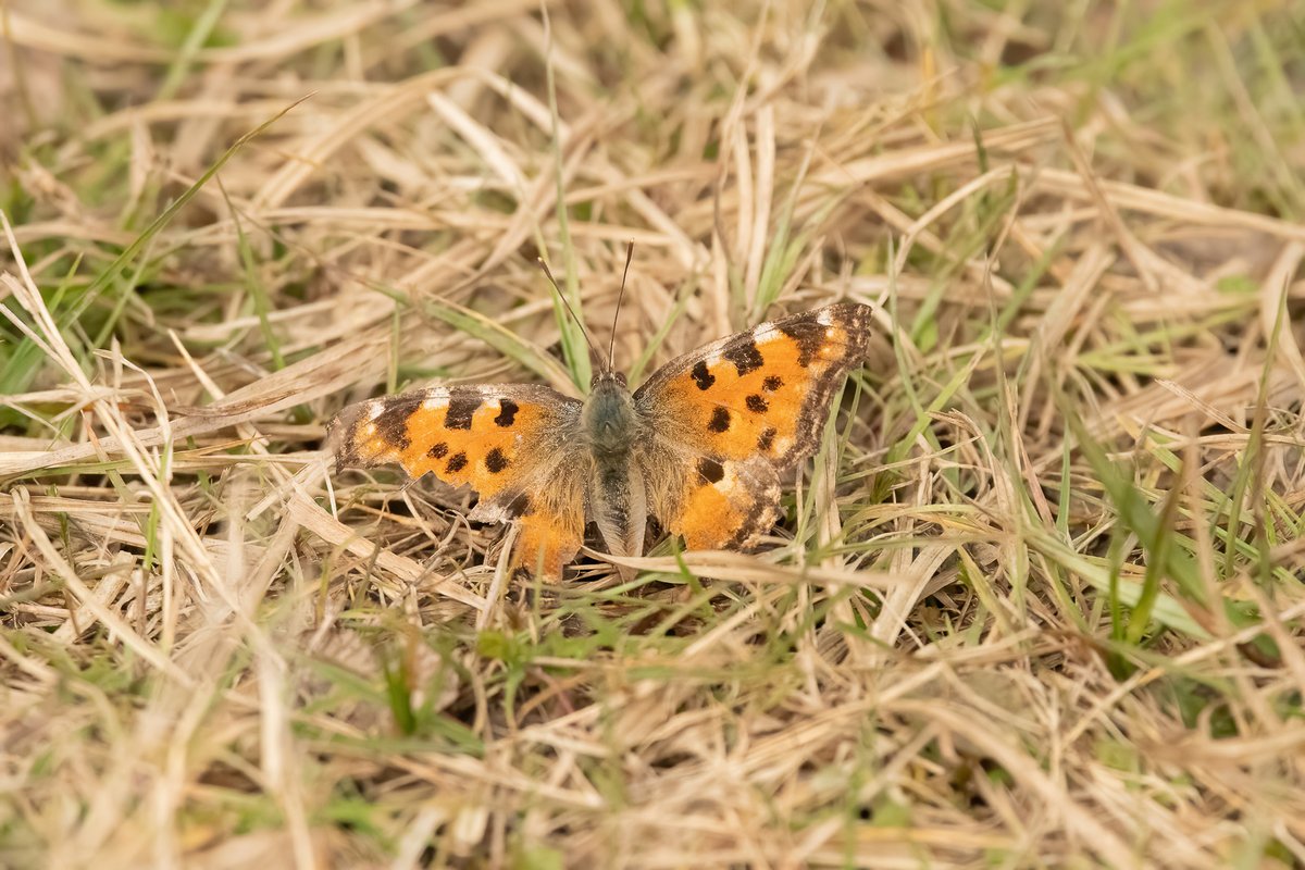 Mark Vidler tweet media