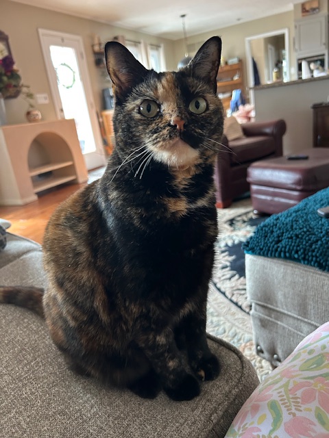 Tortie Catz tweet media