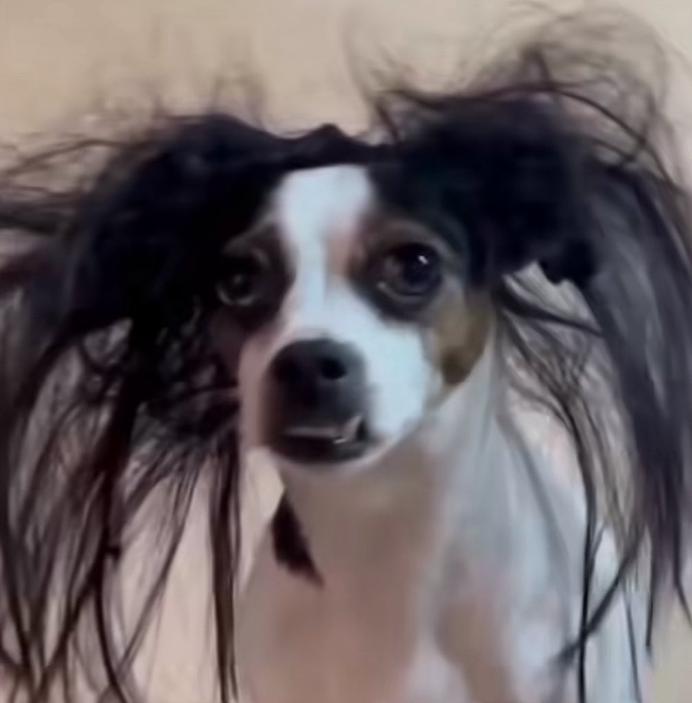 Miss.ayo.artss tweet media