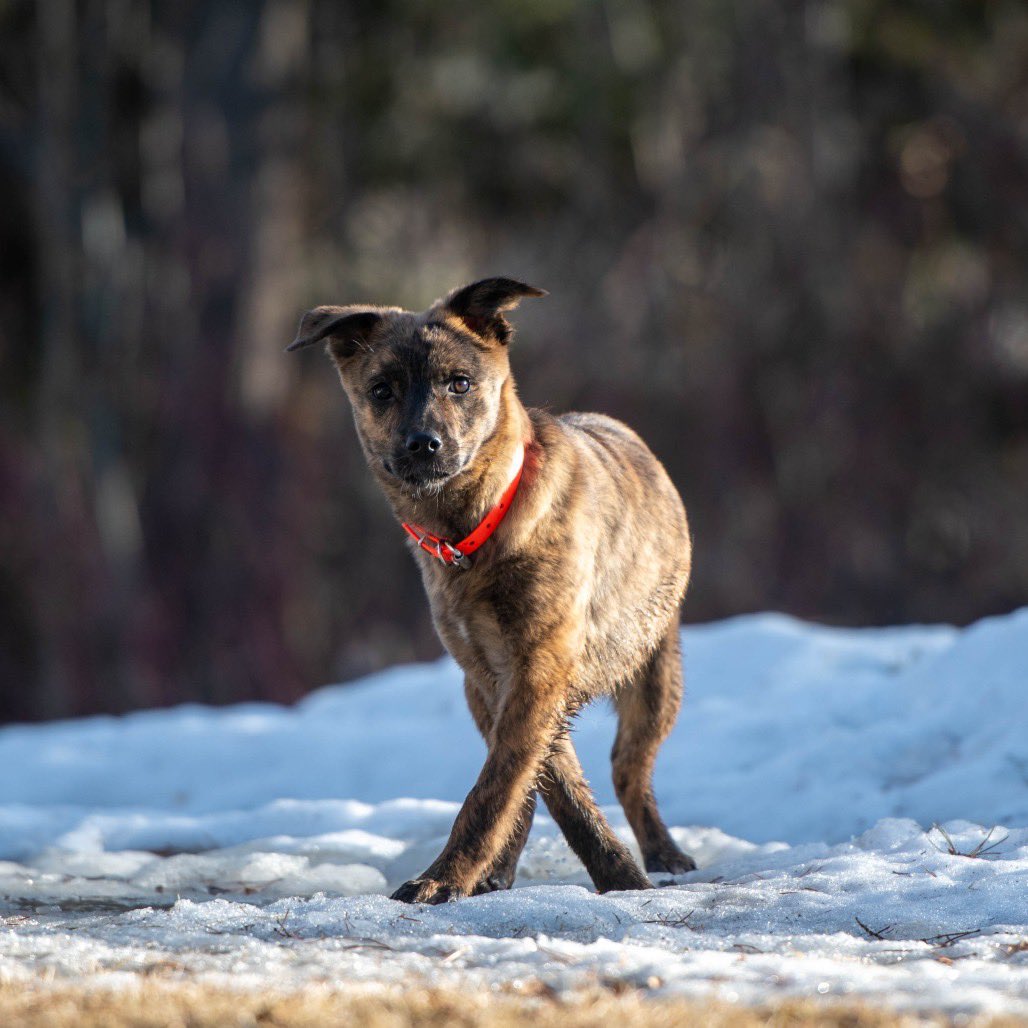 Second Chance Animal Rescue Society (SCARS) tweet media