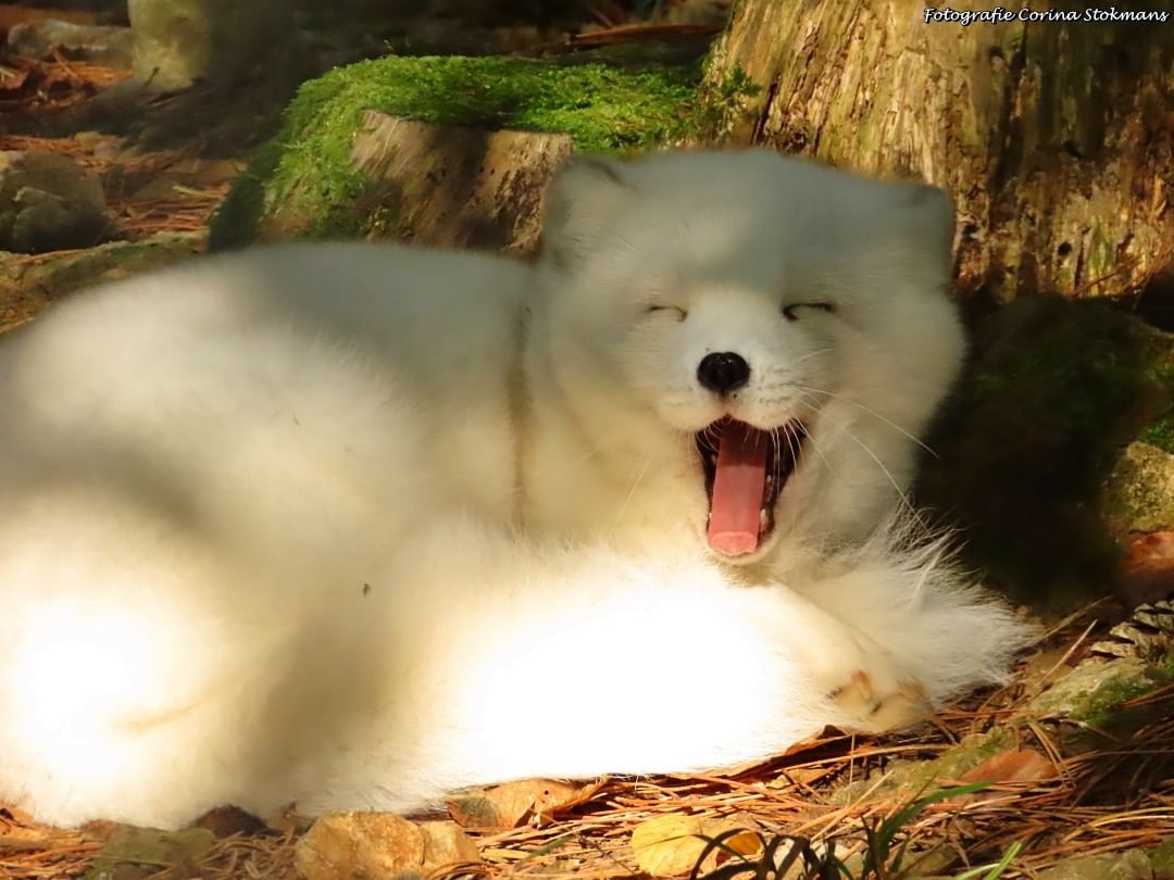 Daily Arctic Fox tweet media