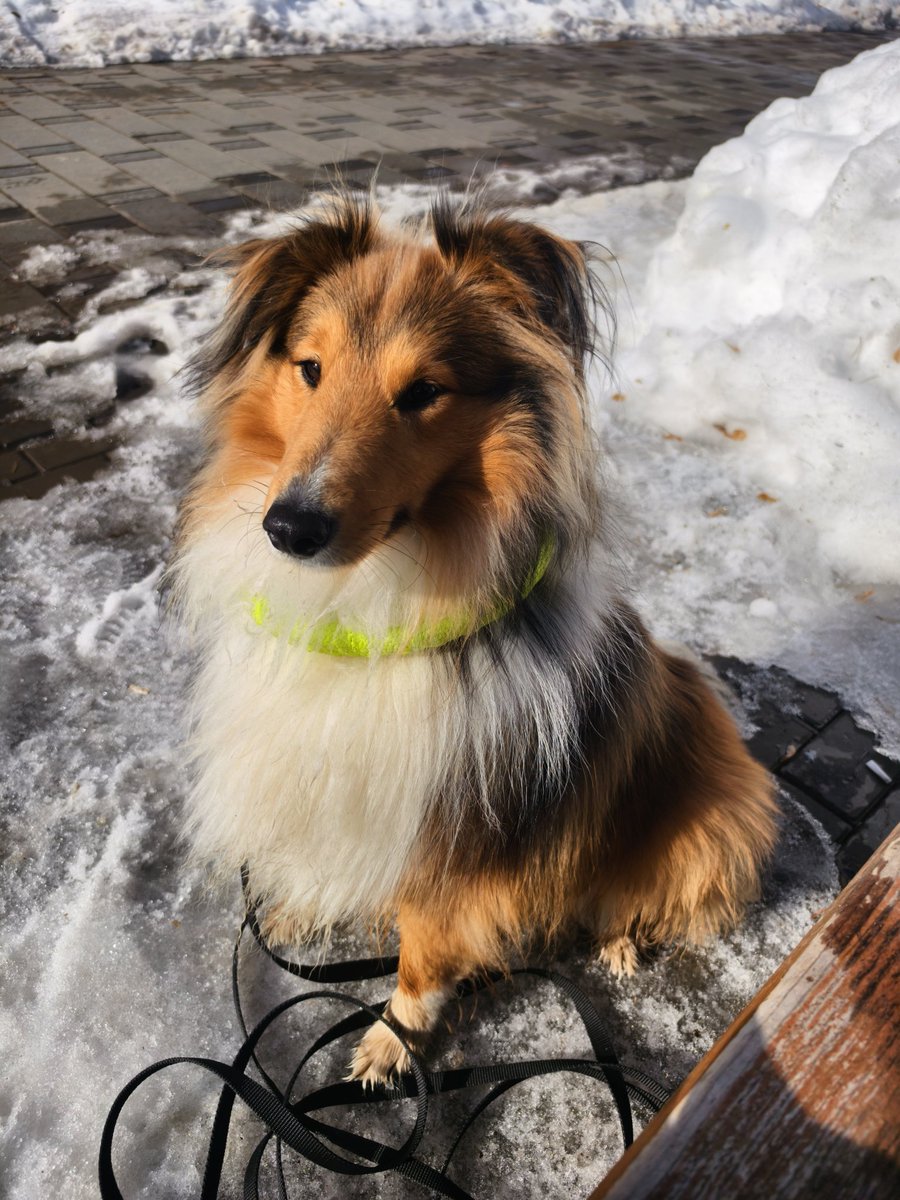 пушистая леди tweet media