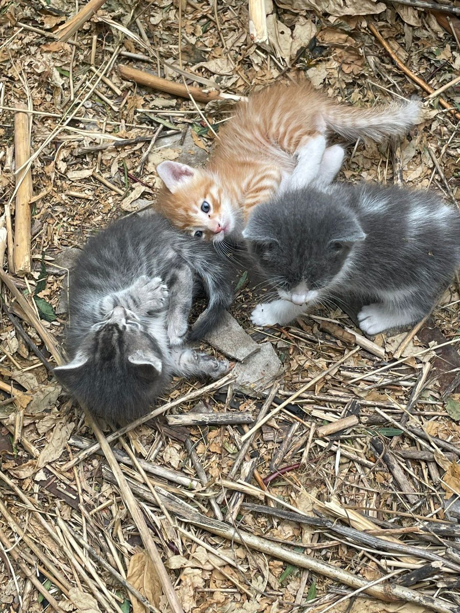 KastEsWueón tweet media