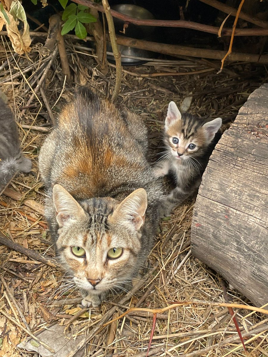 KastEsWueón tweet media