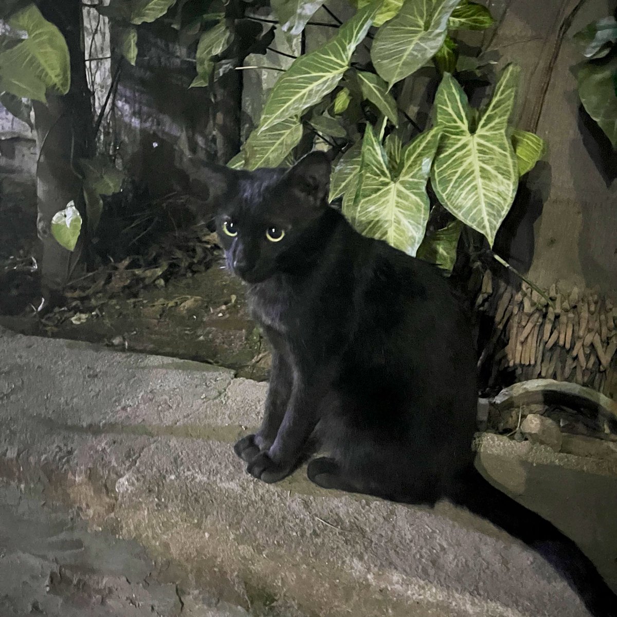 Disha 🪲 tweet media