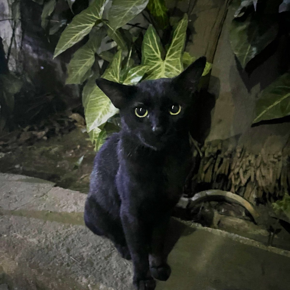 Disha 🪲 tweet media