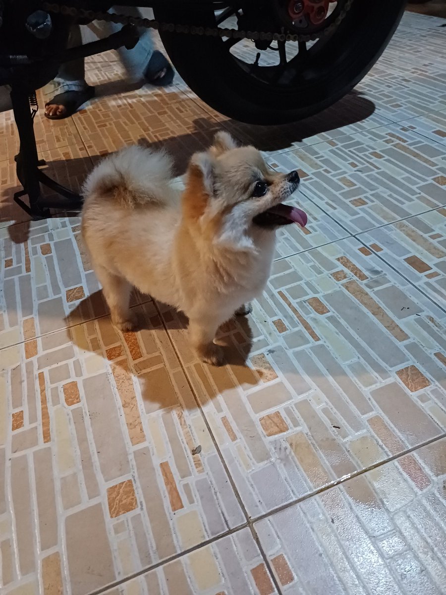 Mr Zane 🏍 l Vtuber tweet media