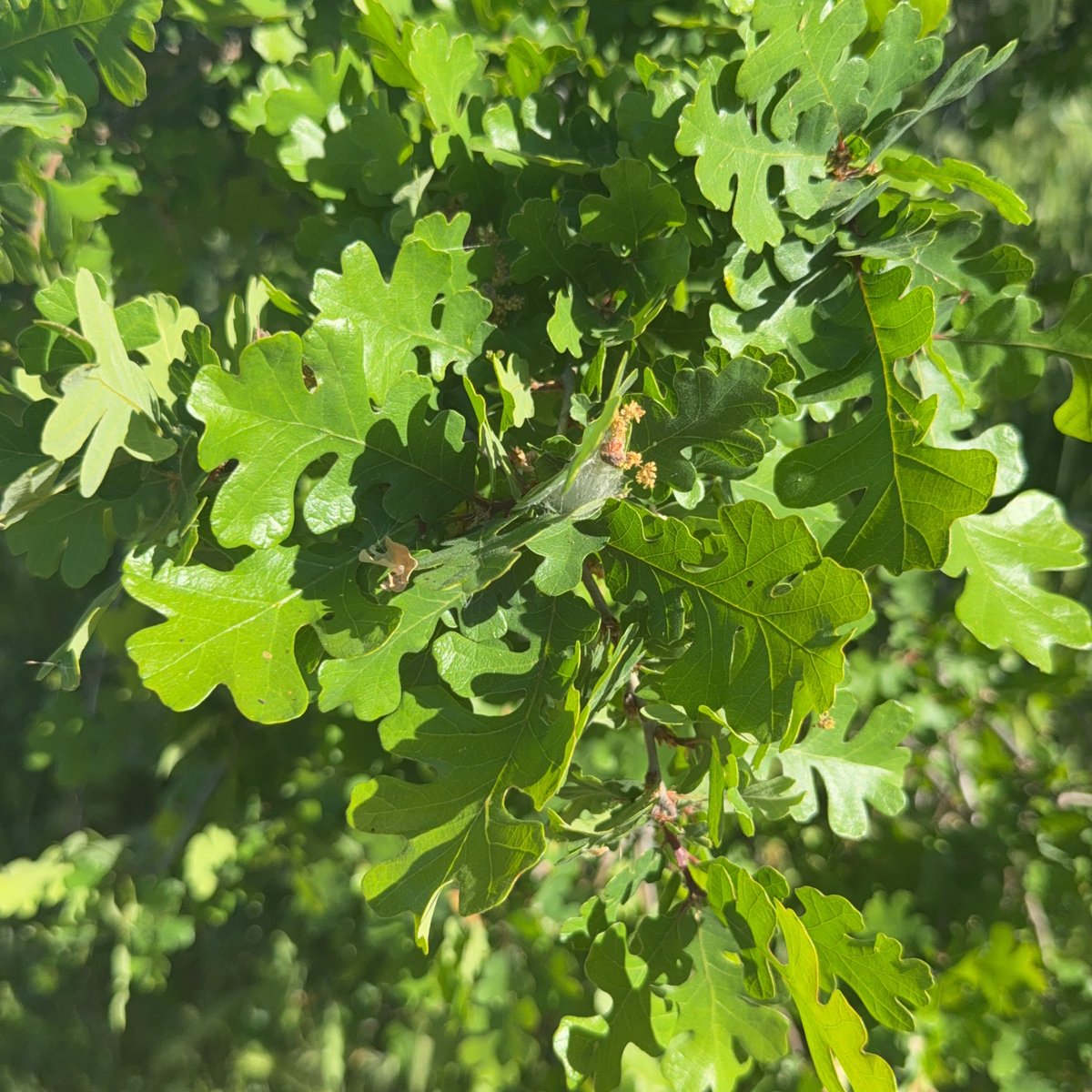 hannaH 🐦⬛✖️✖️ tweet media