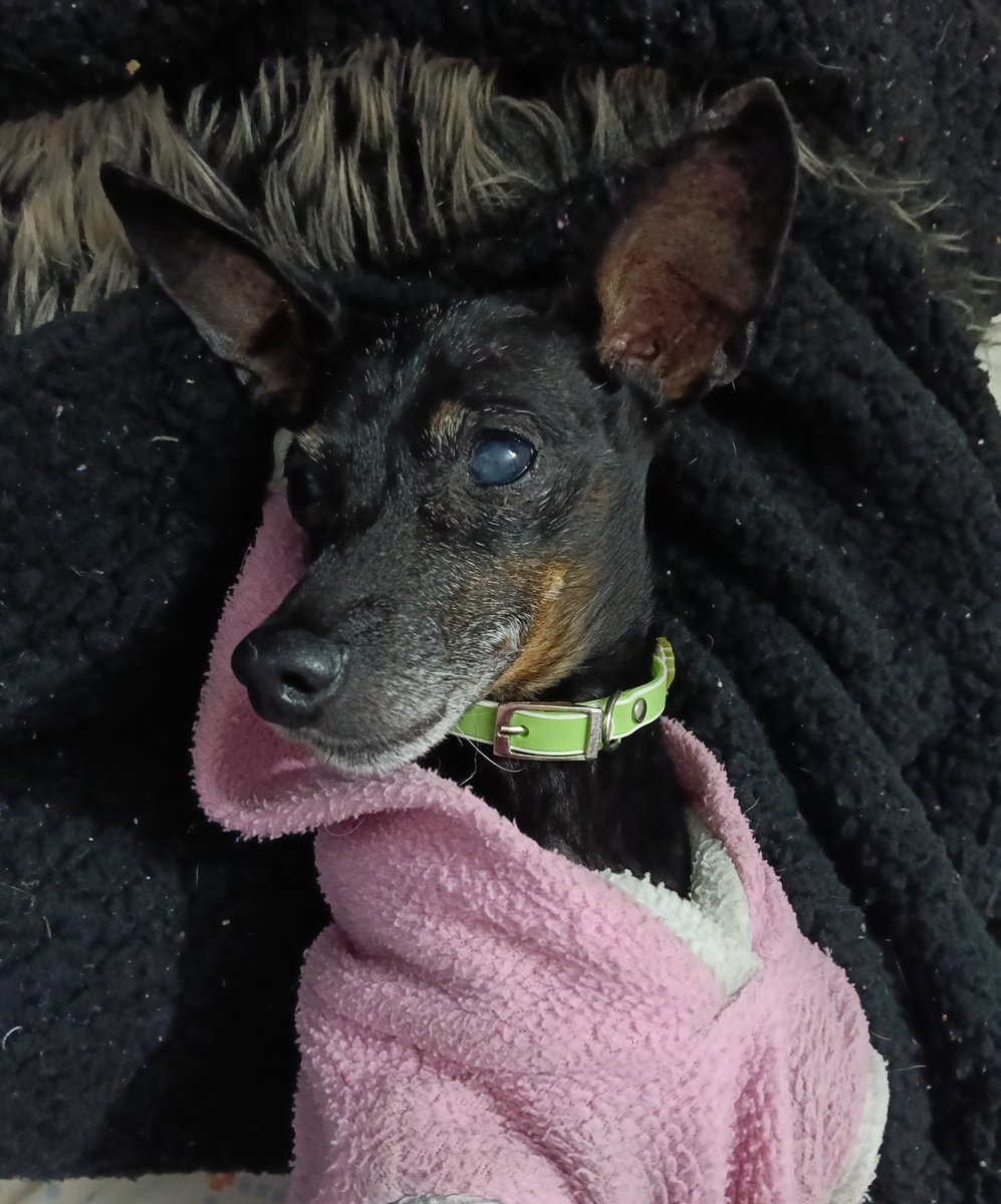 Yaya Bossa 🦠🐝 tweet media