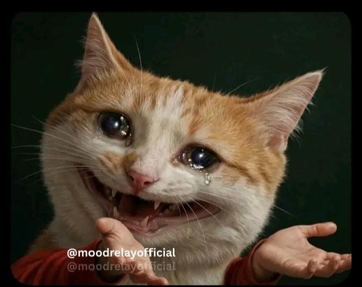 Nikol Lavrin tweet media