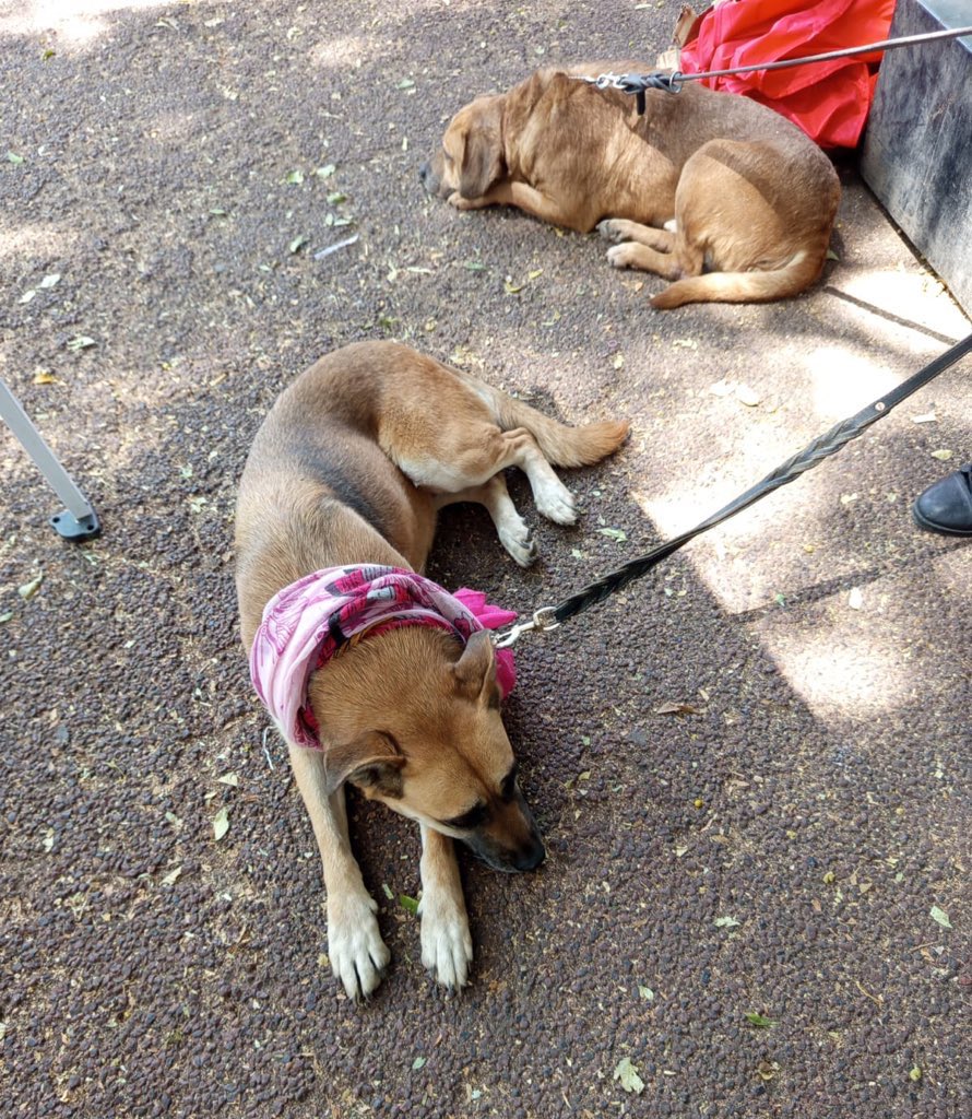 𝙷𝚎𝚕𝚊 𝙼𝚘𝚛𝚎 🐶 tweet media