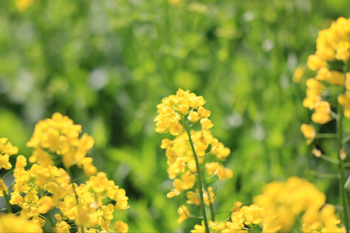 葉山安曇 tweet media