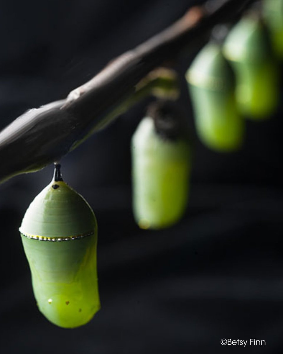 Professional Photographers of America (PPA) tweet media