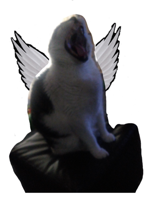 Alfie the Cat tweet media