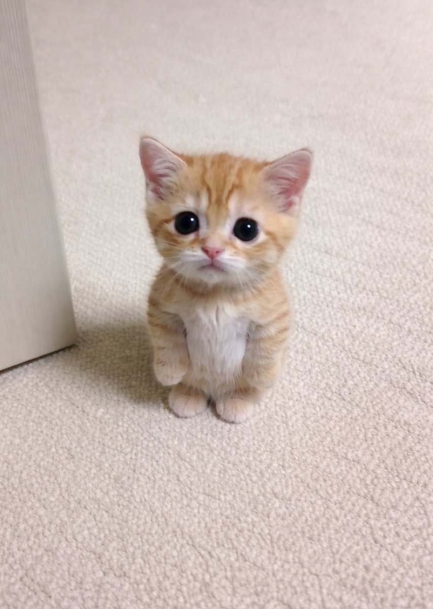 𓏲ּ𝄢 tweet media