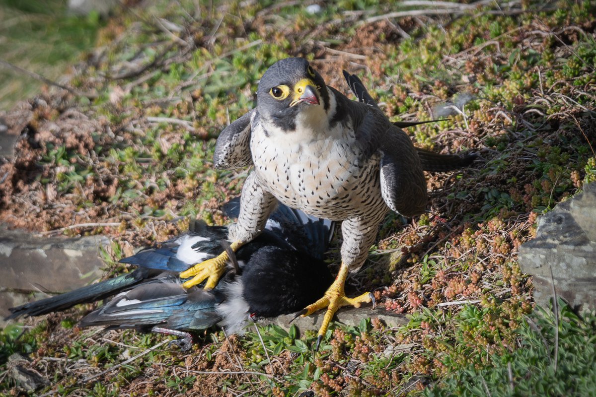 Peter Christian tweet media