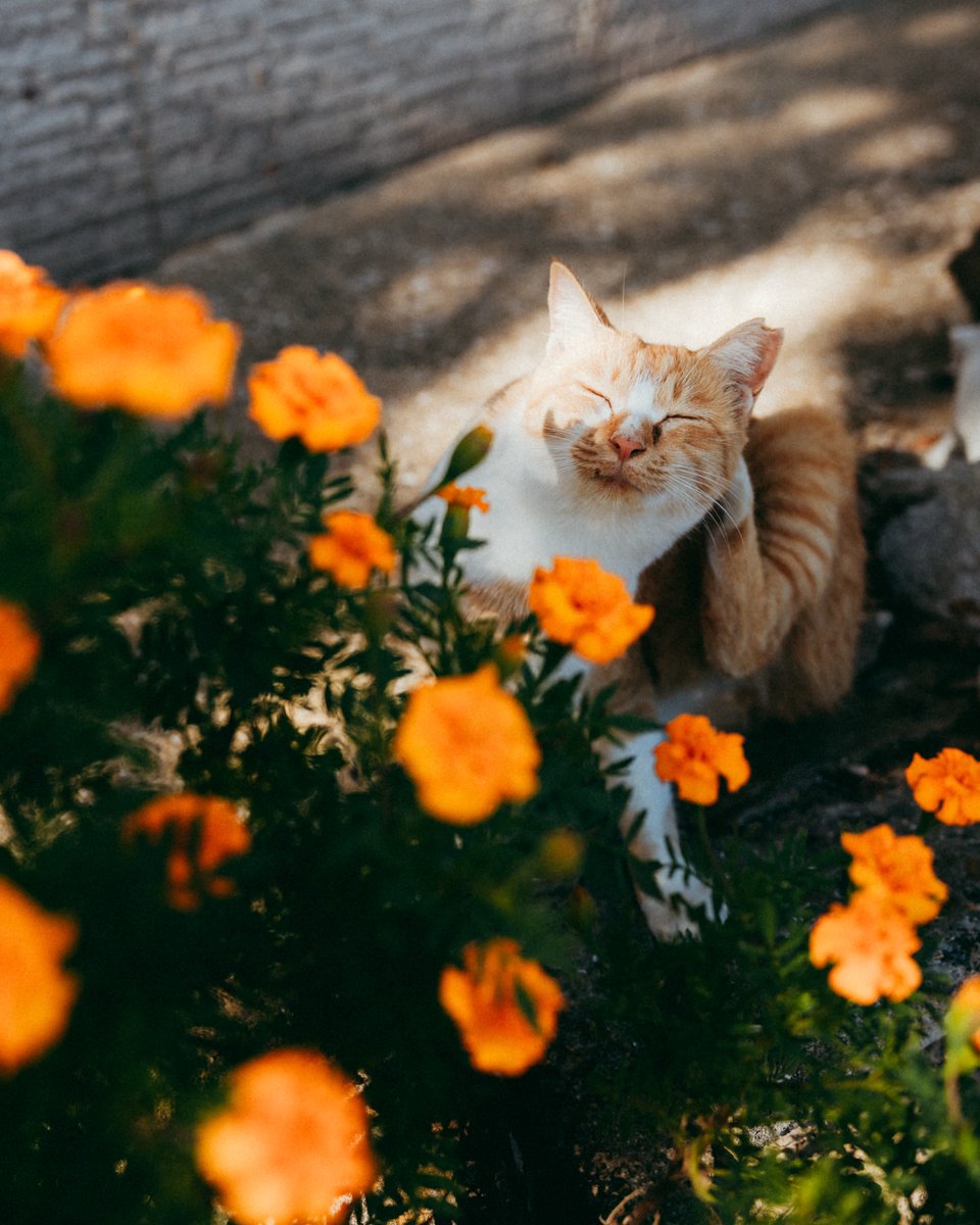 Purely Green tweet media