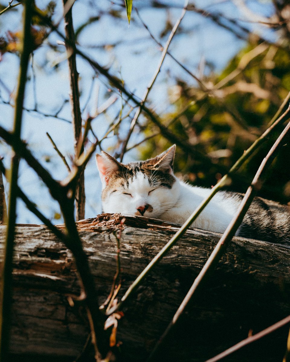 Purely Green tweet media