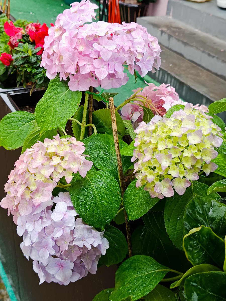 Lisa Rembert tweet media