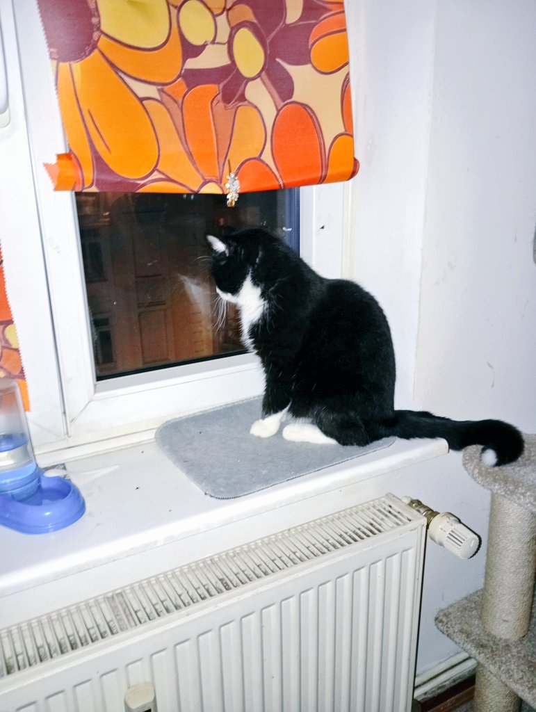 Camillo Di Pawsa & Bruder Martini tweet media