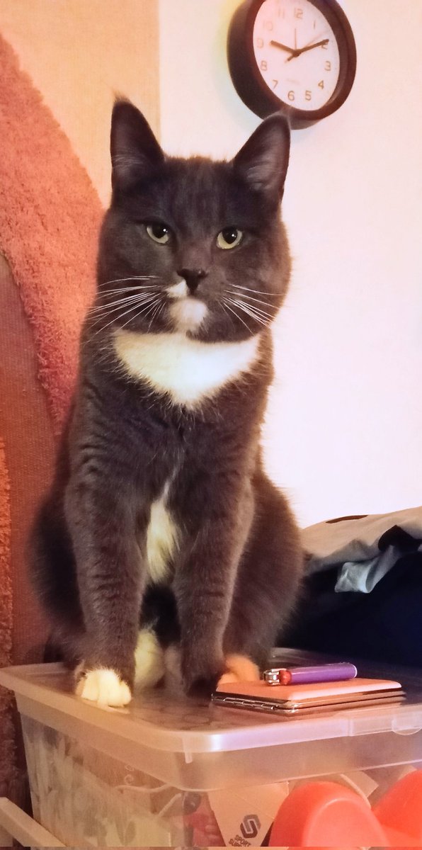 Camillo Di Pawsa & Bruder Martini tweet media