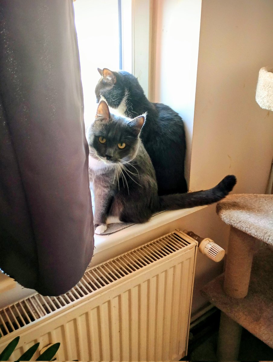 Camillo Di Pawsa & Bruder Martini tweet media