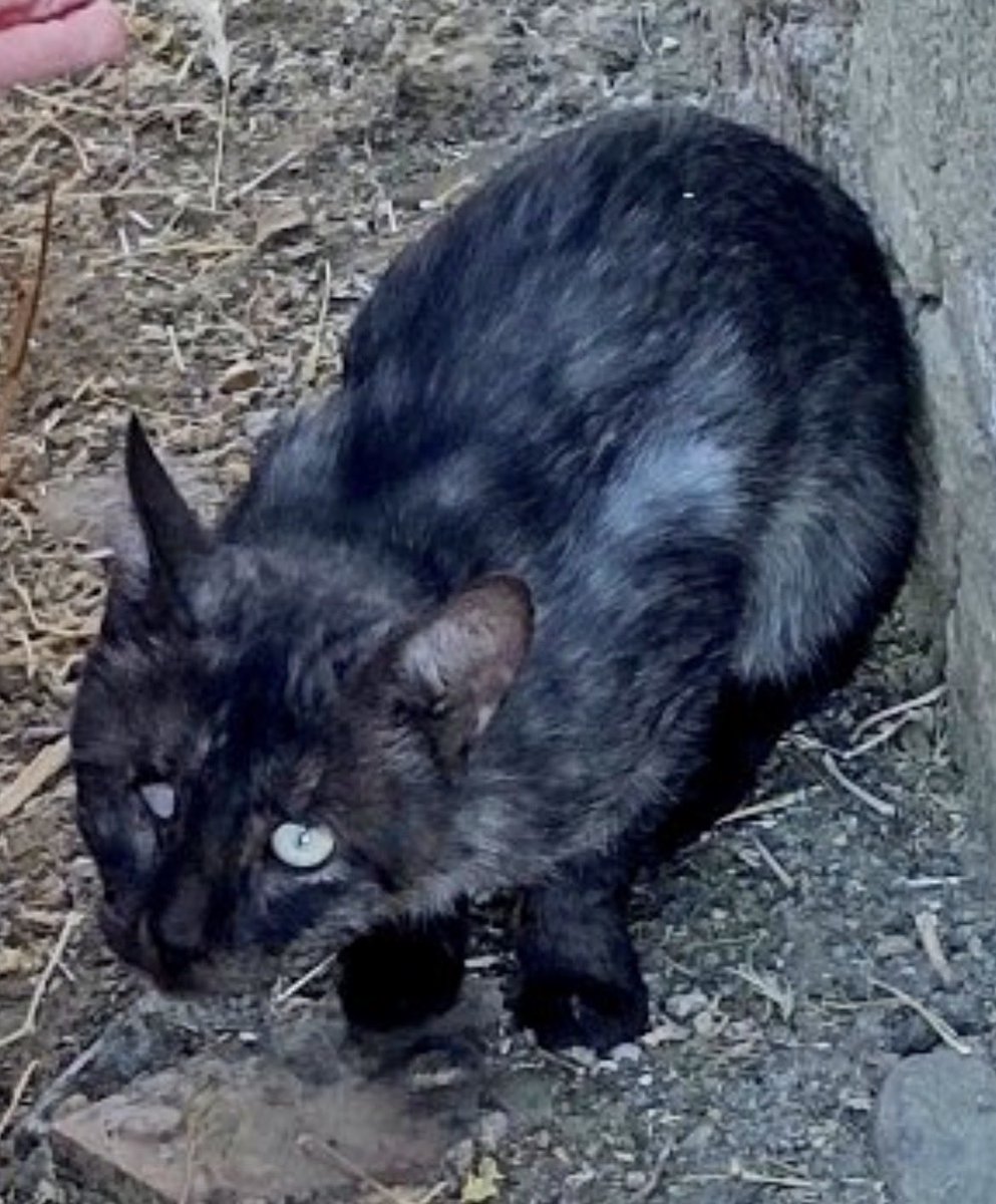 Ana Di Zacco tweet media