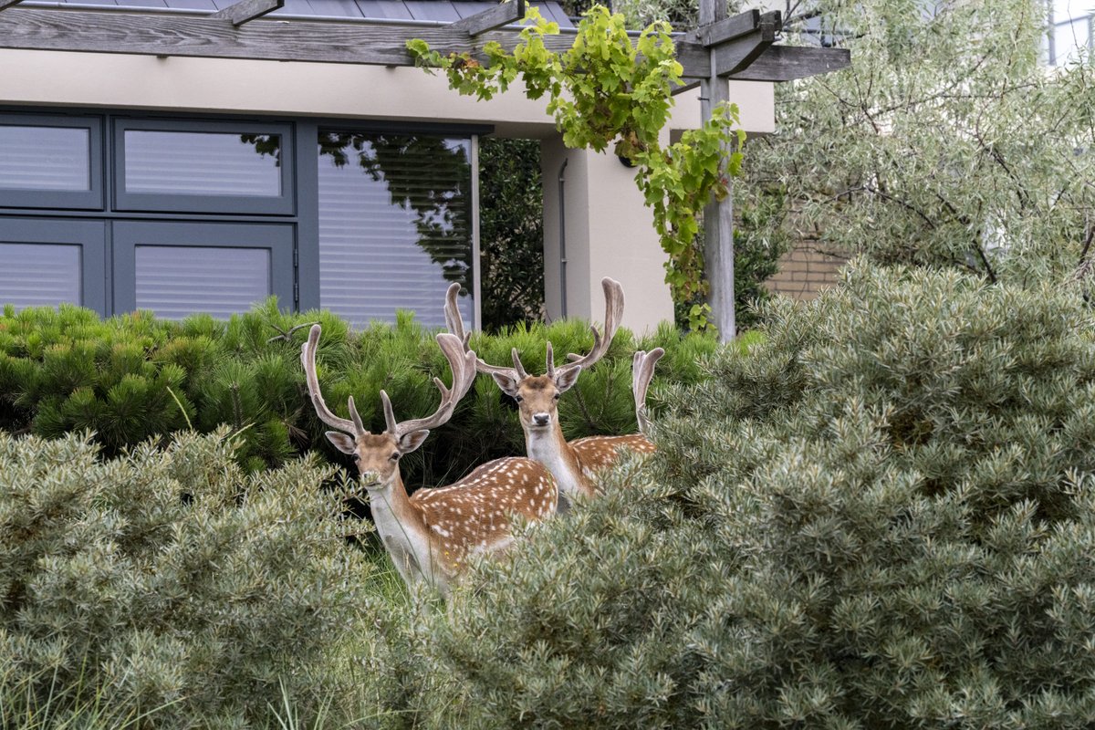 鹿写真家 石井 陽子 / Deer Photographer Yoko ISHII tweet media