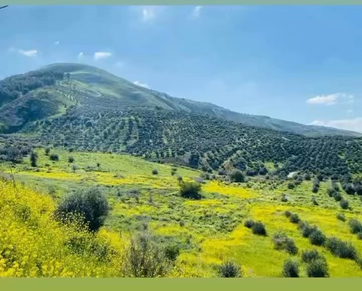 كل ما هو أردني جميل tweet media