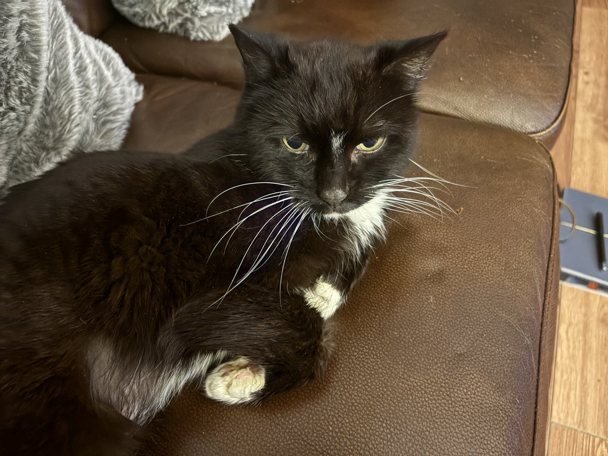 matchstickmint's tweet photo. @MidWarksCP What lovely little furries.  I had to say goodbye to my Tux recently - the hole in my heart is immense 💔 https://t.co/yEzNfSrf6N