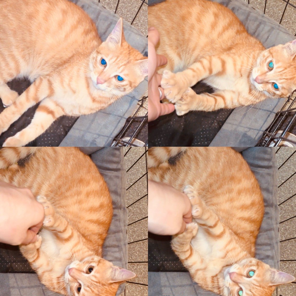 Ron Bruce tweet media