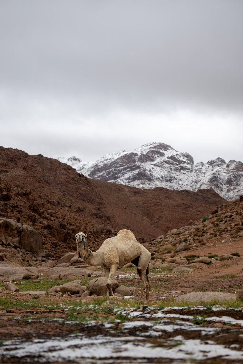 Made In Saudi tweet media