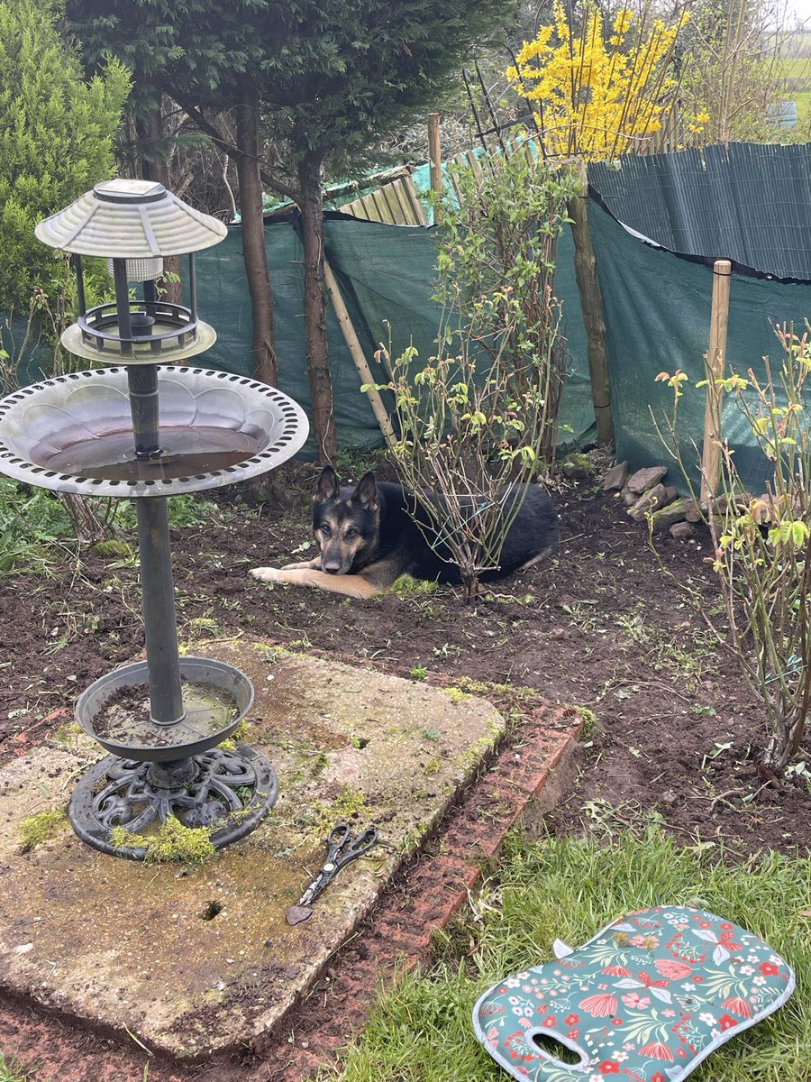 Retired Police Dog Quest tweet media