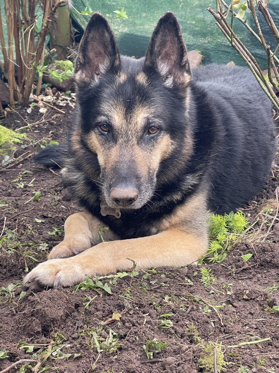 Retired Police Dog Quest tweet media