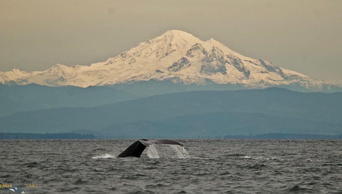 SteveFilipovic@regimechangebc tweet media