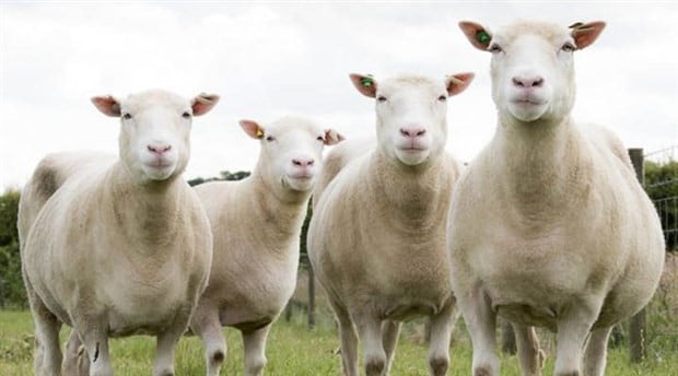 Normalde hakkında bu kadar sarih iddia olan birinin derhal açığa alınması gerekirdi. Hakkında soruşturma açılıp aklanması gerekirdi ama ülkede normal birşey kaldımı ki sevgili ak-Koyunlar?
Ne diyonuz?
