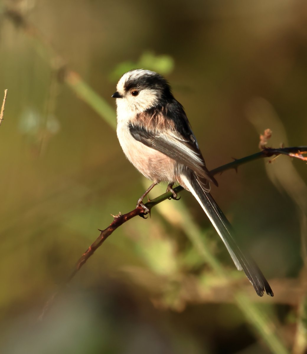 Chris Buckland tweet media