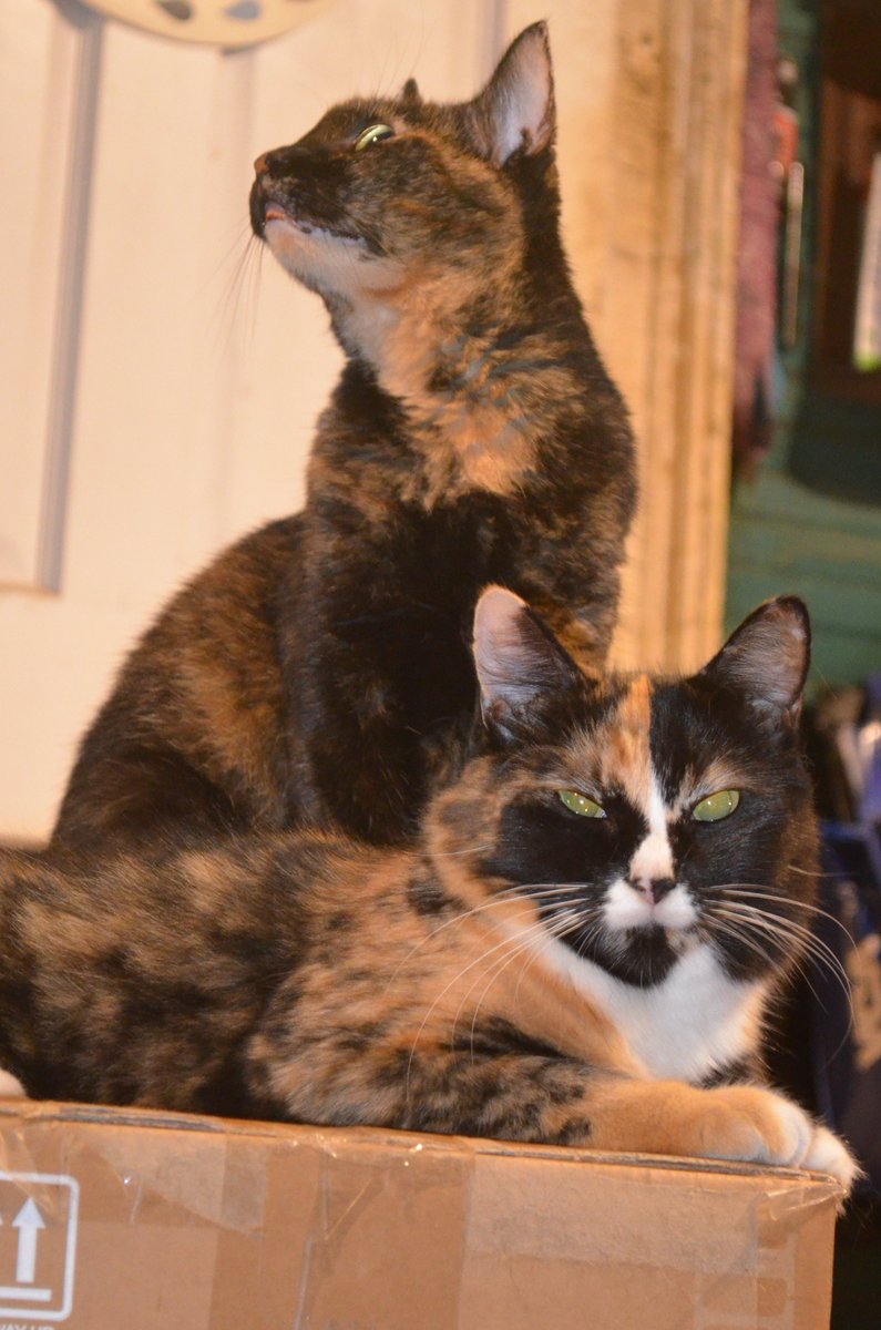 Mr. Wuggums💖, DJ Heri Babie 🎶 & the #Xanawu Cats tweet media