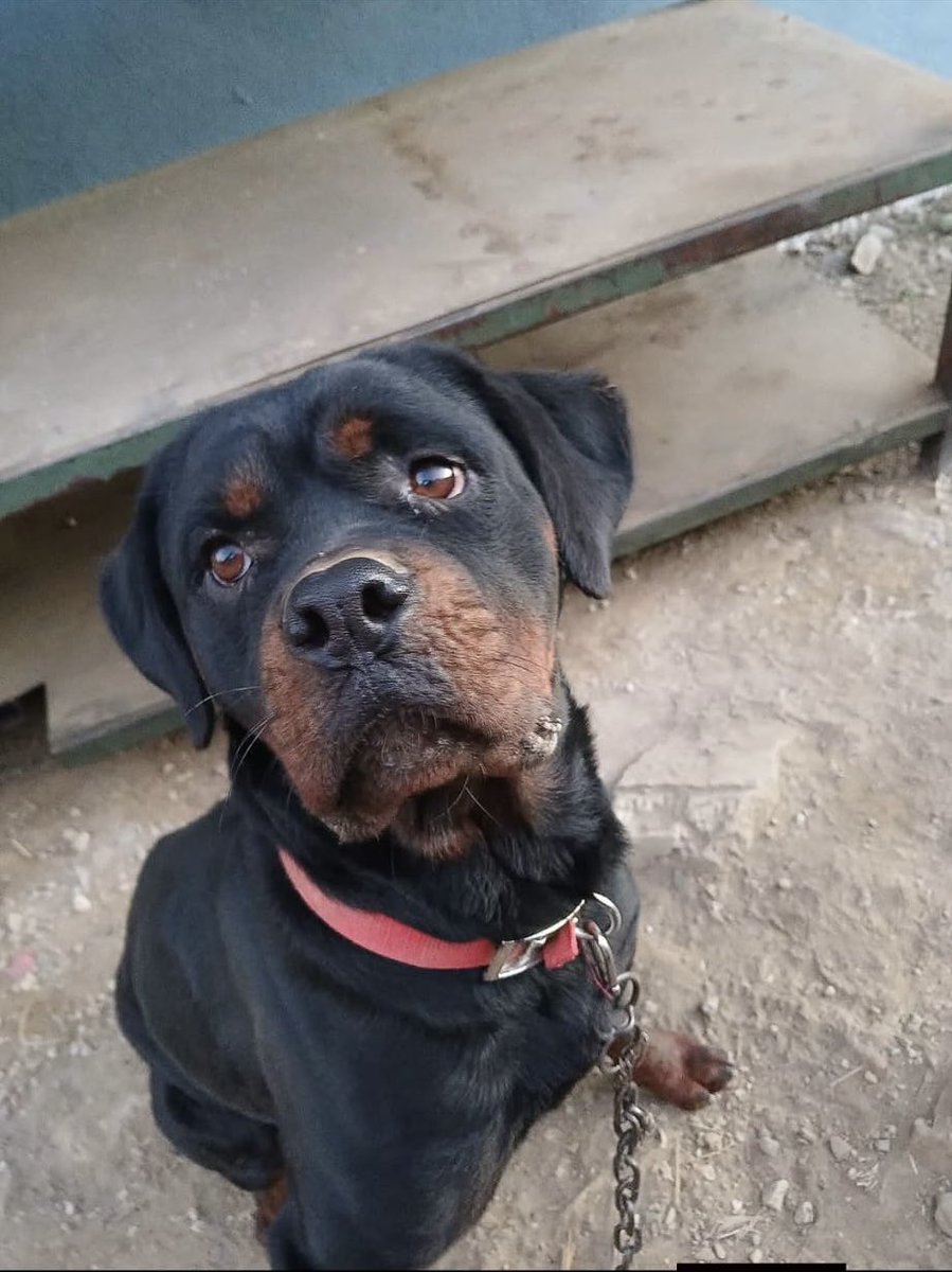 haydarozkan06's tweet photo. Ankara Sincan’da sahibinin bahçesinde yaşayan “Zeyna” isimli köpeğe cinsel istismarda bulunma iddiasıyla sanık K.Ö. hakkında açılan davanın ilk duruşması;

•Tarih: 23 Mart Pazartesi
•Saat: 10:05
•Yer: Ankara Batı Adliyesi - Sincan
•Mahkeme: 2. Asliye Ceza Mahkemesinde görülecektir.

Tüm vicdan sahibi insanlara duyurulur.
Zeyna köpeğe destek olmalısınız.