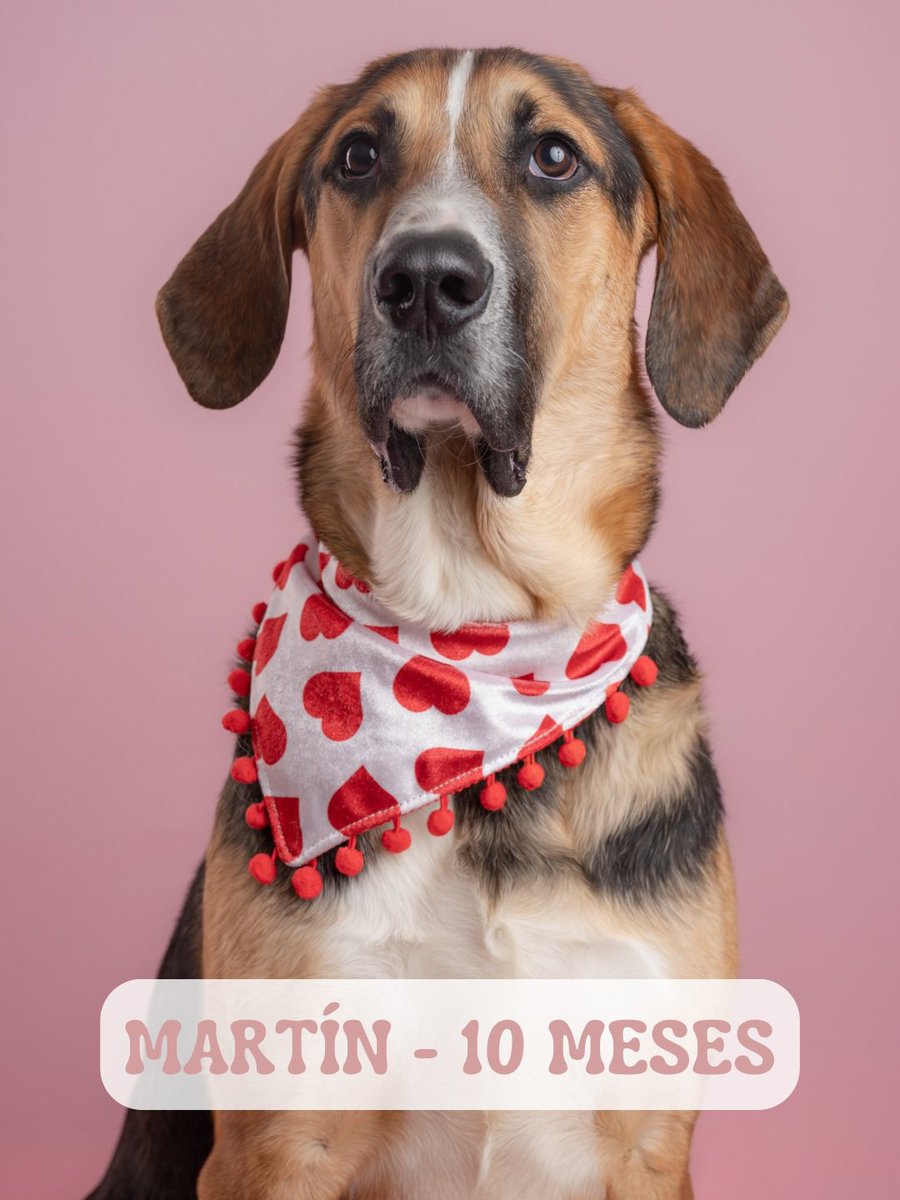 Huellitas Limoneros tweet media