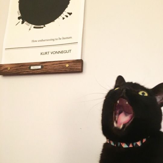 Black cats are not bad luck tweet media