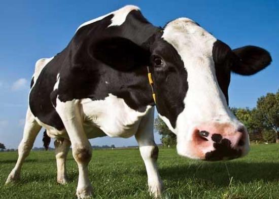 CattleFinder tweet media