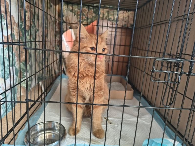 Koty w głowie 🐈 tweet media