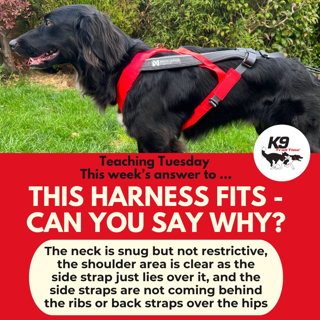 K9 Trail Time tweet media