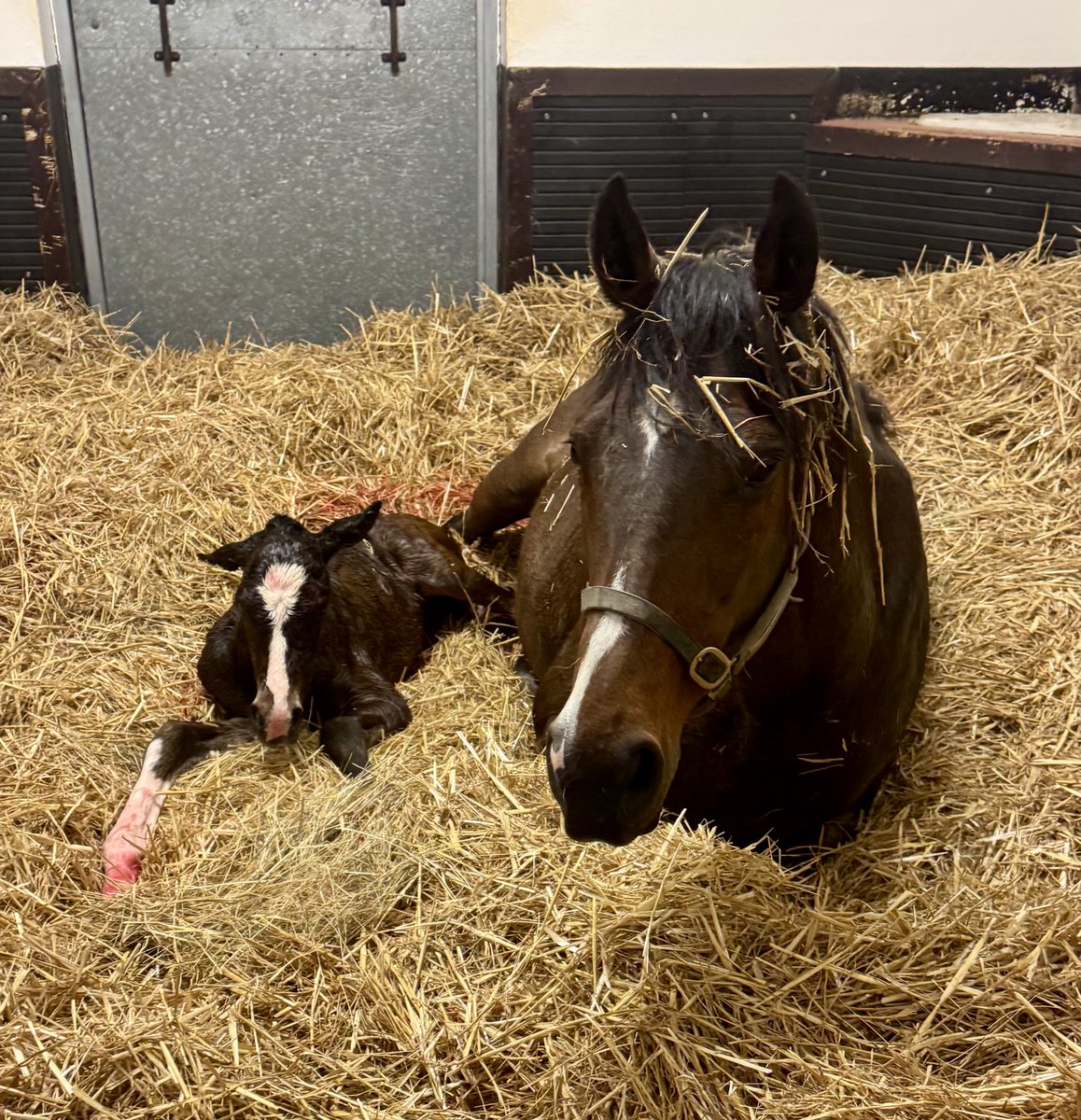 Newsells Park Stud tweet media