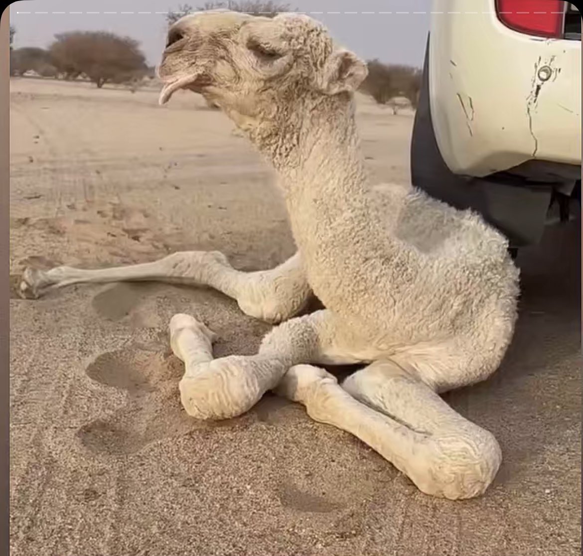 سطام الحميداني tweet media